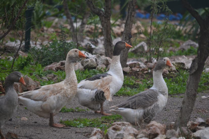 Séjour spécial Foie Gras - 3 jours 2 nuits à Aghbalou, Fès - Dégustation de Canard - Cours de cuisine - Nature, Luxe & Détente